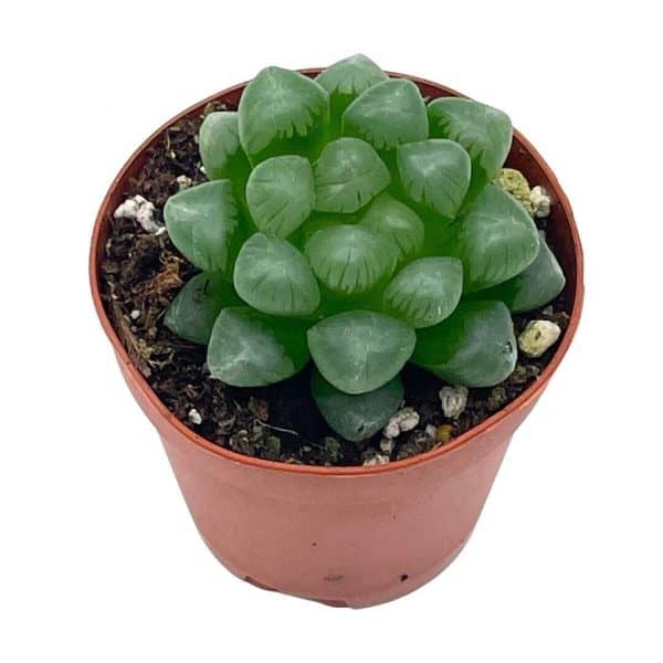 Haworthia cooperi, Rare Clear Crystal Variegation, Baker Orthperi, in 2.5” pot obtusa, sky lantern, collector succulent, live potted rooted, Plantly