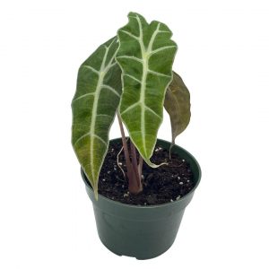 Hoya Imbricata Plant Care, Plantly