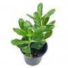 Jade Plant / 4 inch Crassula ovata / friendship plant, money plant, silver dollar plant / dwarf jade / Miniature Golden Jade tree