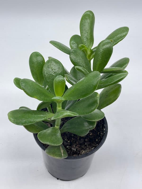 Jade Plant / 4 inch Crassula ovata / friendship plant, money plant, silver dollar plant / dwarf jade / Miniature Golden Jade tree, Plantly