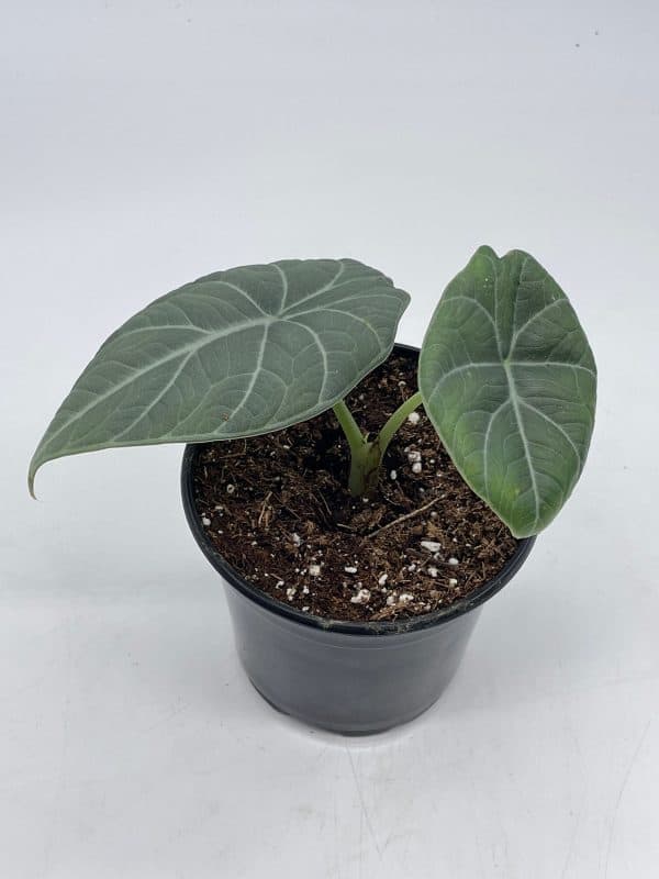 Alocasia Maharani, White Velvet, Grey Dragon Plant, Alocasia hybrid, 4 inch, live rooted potted rare succulent, Plantly