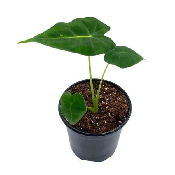 Green Velvet, Alocasia Frydek, Micholitziana, 4 inch, live rooted potted rare succulent house plant, Plantly