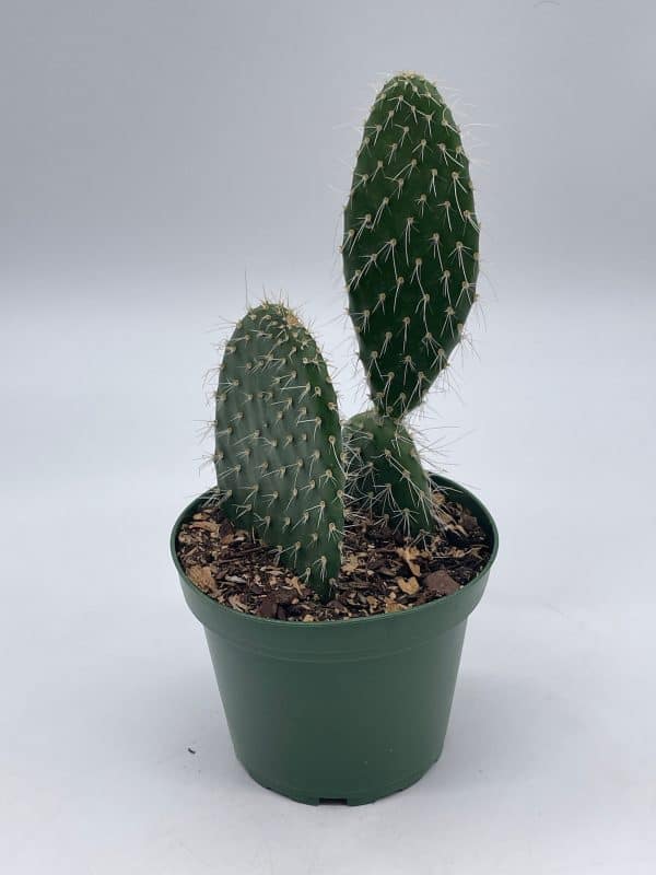 Aaron’s-beard prickley pear, Opuntia leucotricha, Rare Cactus, 4 inch pot, well rooted