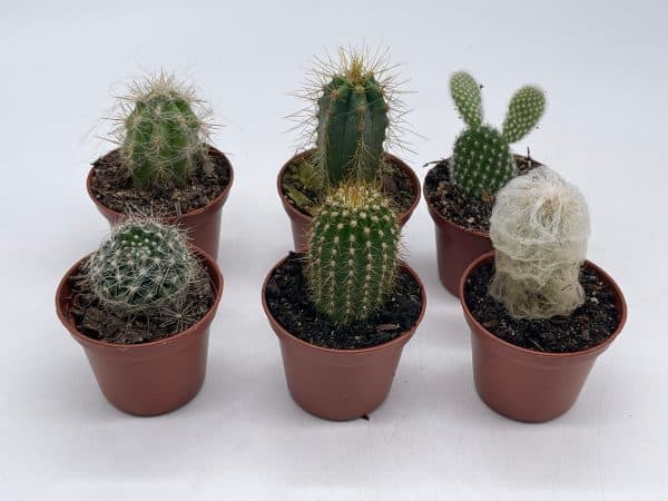 Mini Cacti Assortment, Tiny Cactus Set, Bunny ears, Old man, Pink eves pin needle, easter lily, barrel, 6 different cacti in 2 inch pots,, Plantly