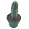 Blue Columnar Cactus, Pilosocereus pachycladus Cacti, Column cactus, tall blue torch cactus, in 2 inch square pot