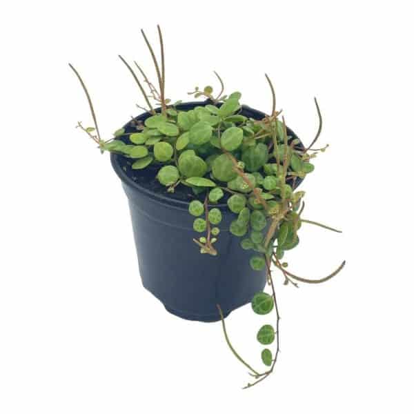 String of Turtles, Peperomia prostrata, very filled in a 4 inch pot, Plantly