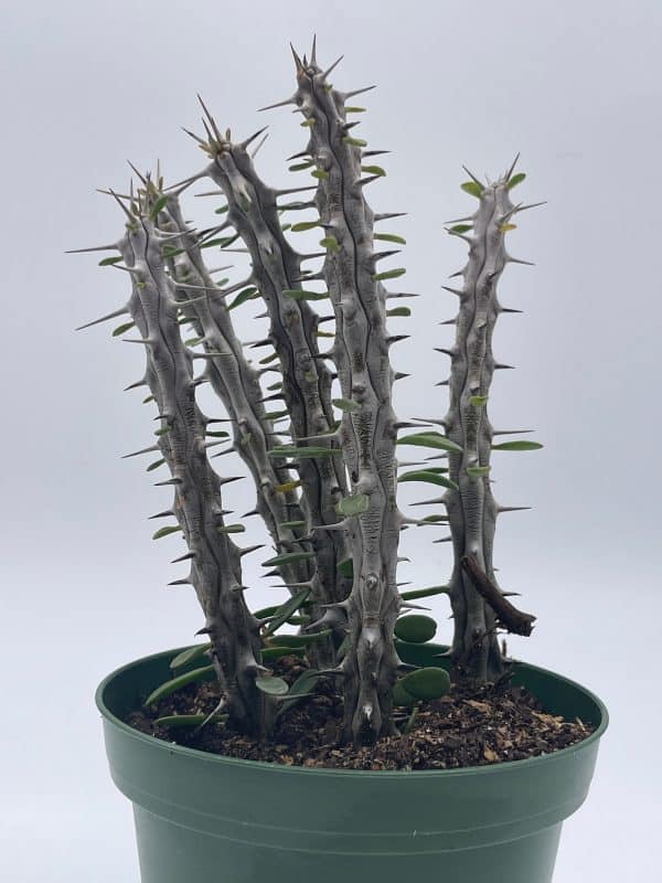 Madagascar Ocotillo (Madigascan) African Alluaudia procera, 4 inch white cactus, Plantly