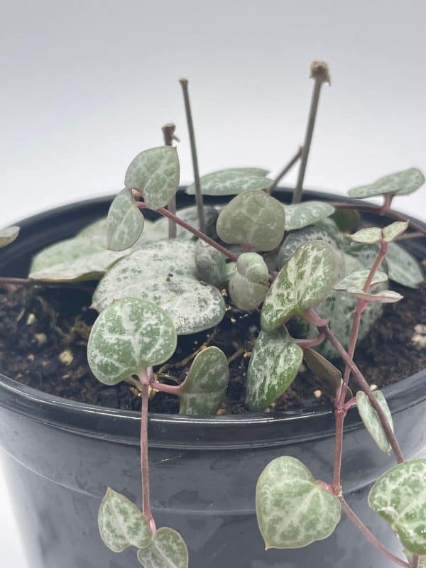String of Hearts, Ceropegia woodii, very filled in a 4 inch pot, Plantly