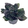 Waffle plant, Purple Metal Leaf, Red Flame Ivy, in a 4 inch pot, very filled