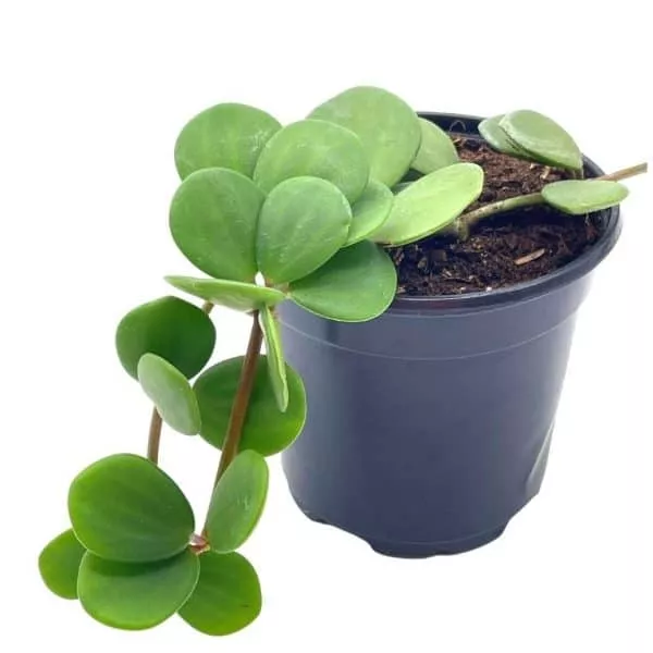Peperomia hope, Peperomia rotundifolia, pecuniifolia in a 4 inch pot, very filled, Plantly