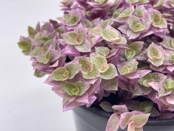 Callisia repens Pink Panther, Turtle Vine in a 4 inch pot, very filled, Plantly