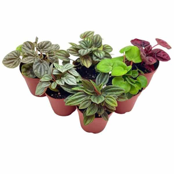 Peperomia Assortment, Foliage set, rosso, frost, albovittata, caperata, premium succulent collection, in 2 inch pots, plant gift, Plantly