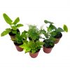 Fern Assortment, Foliage set, fishtail, Heart-Fern, Largeleaf maidenhair, Parsley, premium succulent collection, in 2 inch pots, plant gift