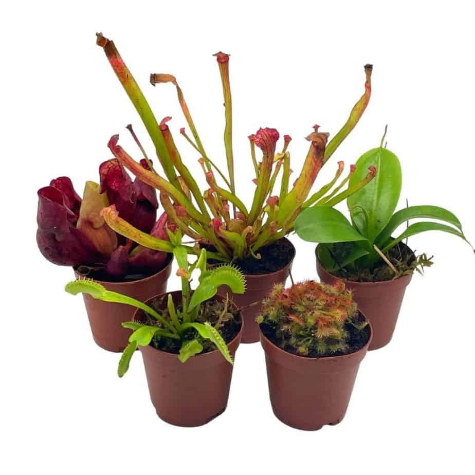Best Indoor Plants For Sale Cheap Plants for sale online Plantly