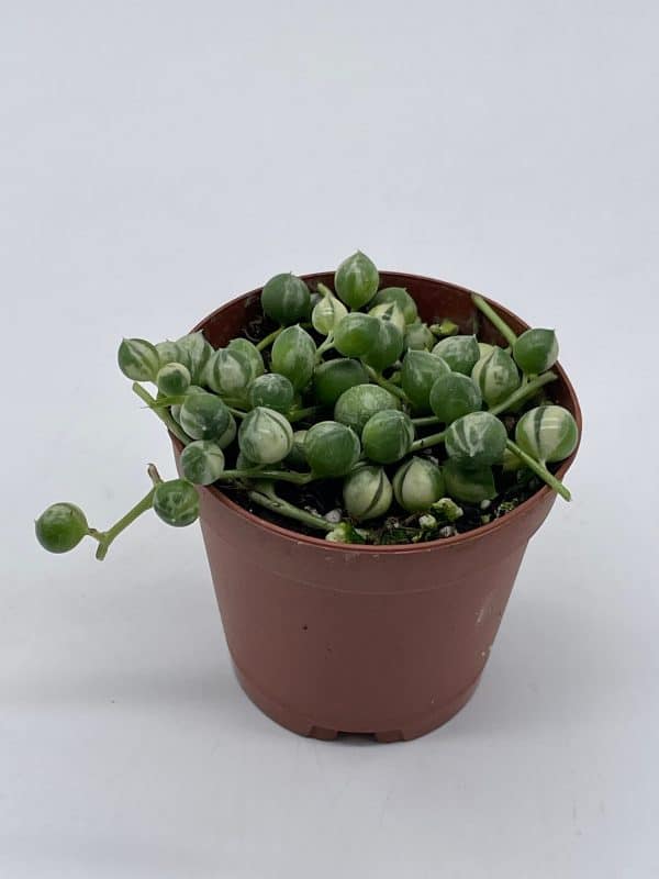 Variegated String of Pearls, Senecio rowleyanus, in 2 inch pot Super cute great plant gift, collector&#8217;s succulent, live potted rooted, Plantly