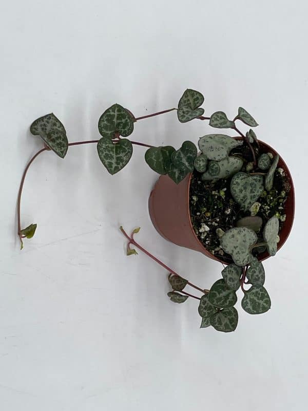 String of Hearts, Ceropegia woodii, in 2 inch pot Super cute great plant gift, collector&#8217;s succulent, live potted rooted and wrapped, Plantly