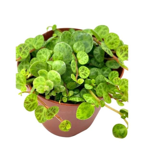 String of Turtles, Peperomia prostrata, in 2 inch pot Super cute great plant gift, collector&#8217;s succulent, live potted rooted and wrapped, Plantly