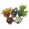 Premium Foliage Assortment, Colorful Fern set, NerveplantFern, Creeping saxifrage, succulent collection, in 2 inch pots, plant gift