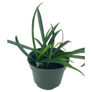 Plantain Lily Plant Care, Plantly