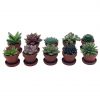Teacup Succulent Assortment, 10 different plants, in 1 inch pots with saucers, super cute, best plant gift, party favors, variety bundle