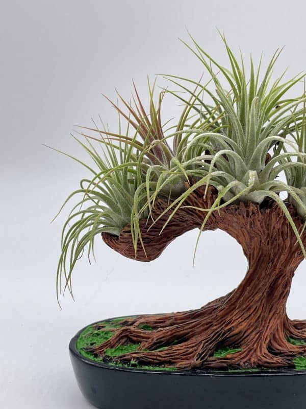 a small bonsai pot holds a vibrant air plant with delicate leaves