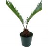 Queen Sago Palm, Cycas rumphii, in a 4 inch pot (Cycas revoluta)