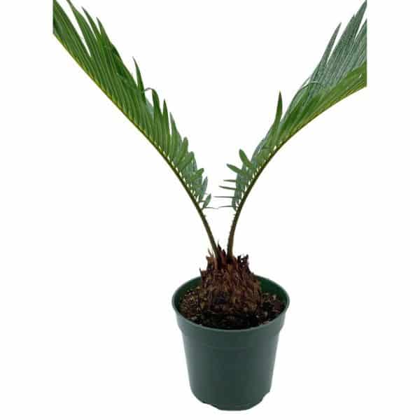 Queen Sago Palm, Cycas rumphii, in a 4 inch pot (Cycas revoluta), Plantly