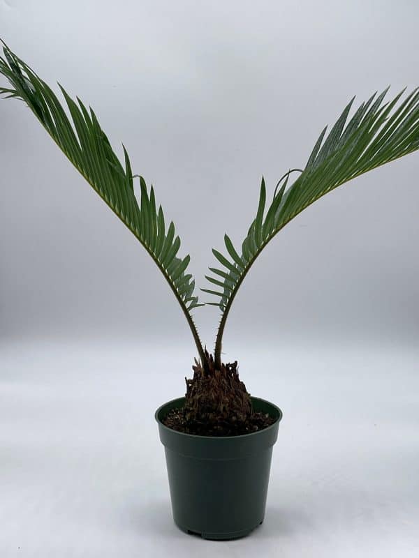 Queen Sago Palm, Cycas rumphii, in a 4 inch pot (Cycas revoluta), Plantly