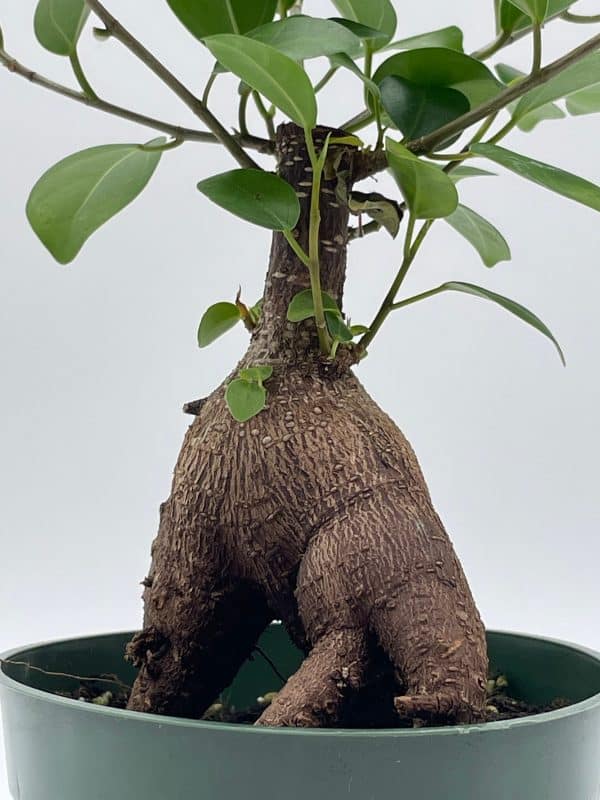 Chinese Banyan in 4 inch pot, Ficus microcarpa, Malayan banyan, Indian laurel, curtain fig, Gajumaru, Plantly