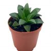 African emeralds, Rare Haworthia Retusa, in 2 inch pot Super cute great plant gift, collector's succulent, live potted rooted and wrapped