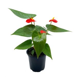 Anthurium Red, Flamingo Lily, andraeanum Linden ex André painter's palette in 4 inch pot, very full healthy