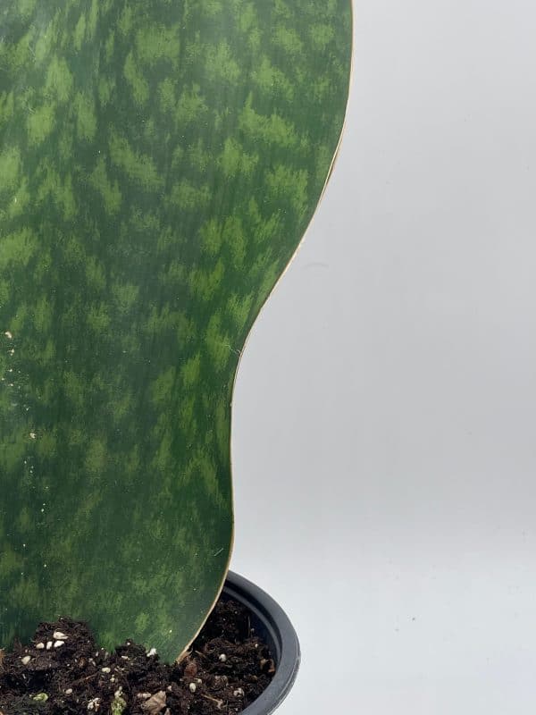 Sansevieria Masoniana, Huge over 1 foot long Whale Fin Snake Plant 6&#8243; pot, Mason&#8217;s Congo,  Shark fin Snakeplant, Giant Dracaena, Plantly
