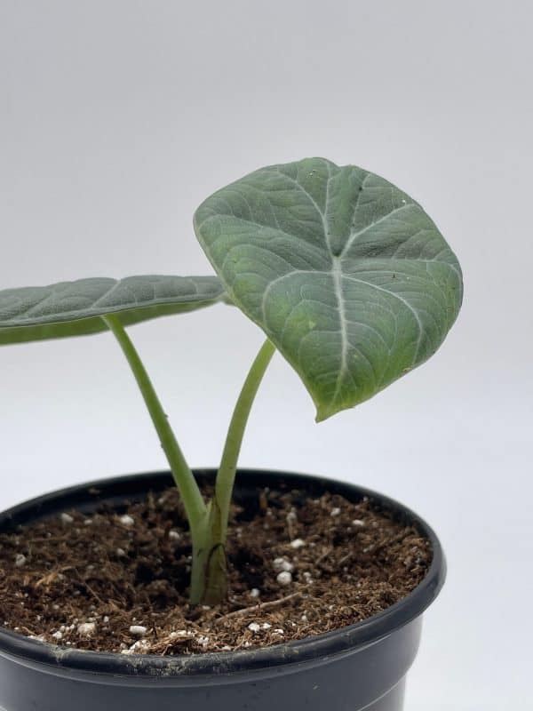 Alocasia Maharani, White Velvet, Grey Dragon Plant, Alocasia hybrid, 4 inch, live rooted potted rare succulent, Plantly