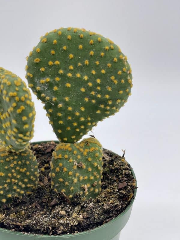 Crested Bunny Ears Prickly Pear, Opuntia microdasys, in 4 inch pot, Clumped Rare Cacti, Plantly