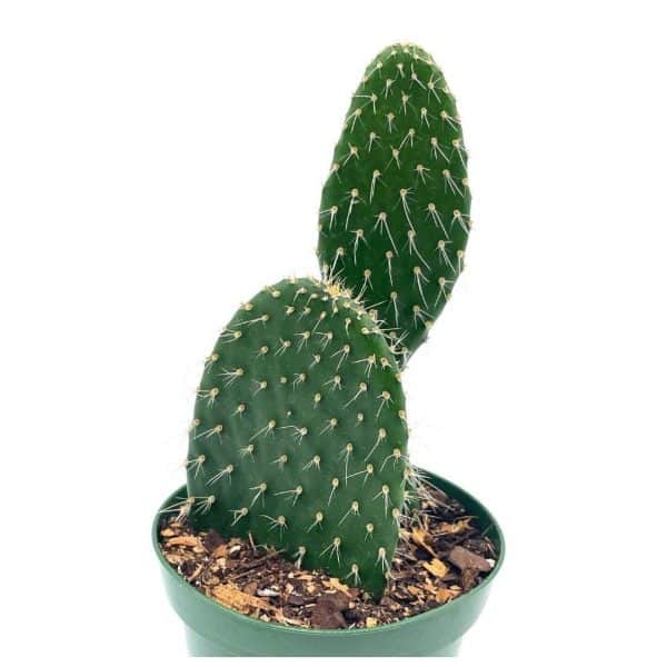 Aaron’s-beard prickley pear, Opuntia leucotricha, Rare Cactus, 4 inch pot, well rooted