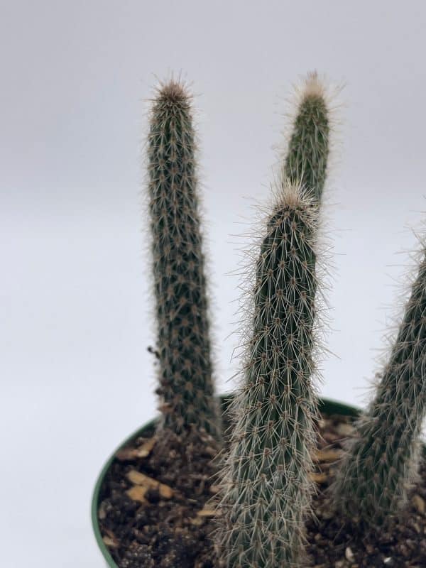 Old Man of the Andes, Oreocereus celsianus, Rare Cactus, 4 inch pot, well rooted
