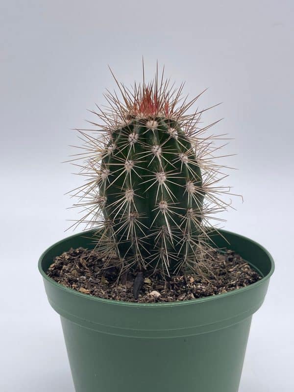 Echinocereus engelmannii, Engelmann&#8217;s hedgehog cactus, Rare Cactus, 4 inch pot, well rooted, Plantly