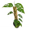 Monstera Adasonii on Pole, Climbing, Swiss Cheese Plant, already rooted vertically with wood