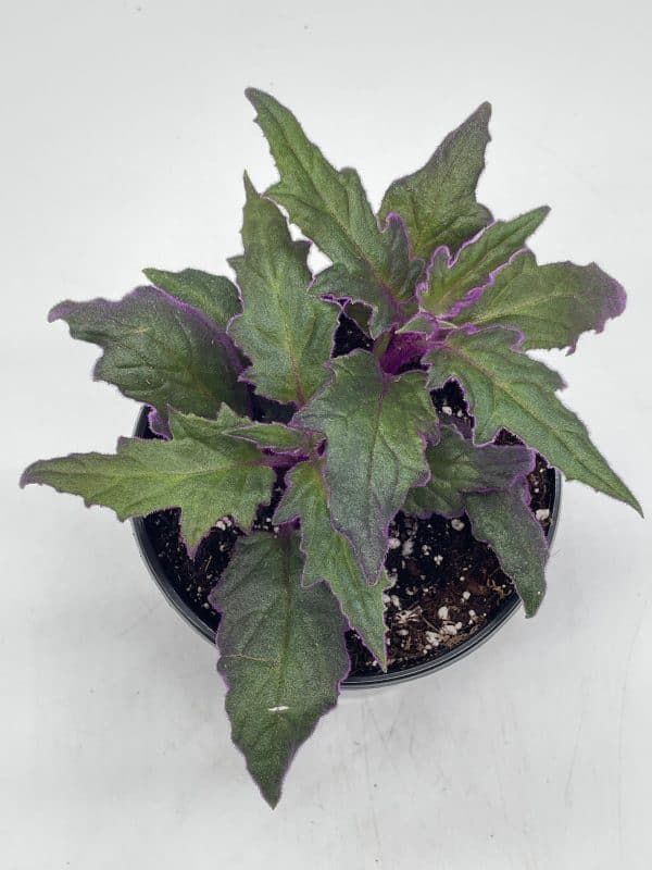 Flame Violet Velvetplant, Gynura aurantiaca, Purple Velvet Plant in 4 inch pot. Fuzzy Leaves, Plantly