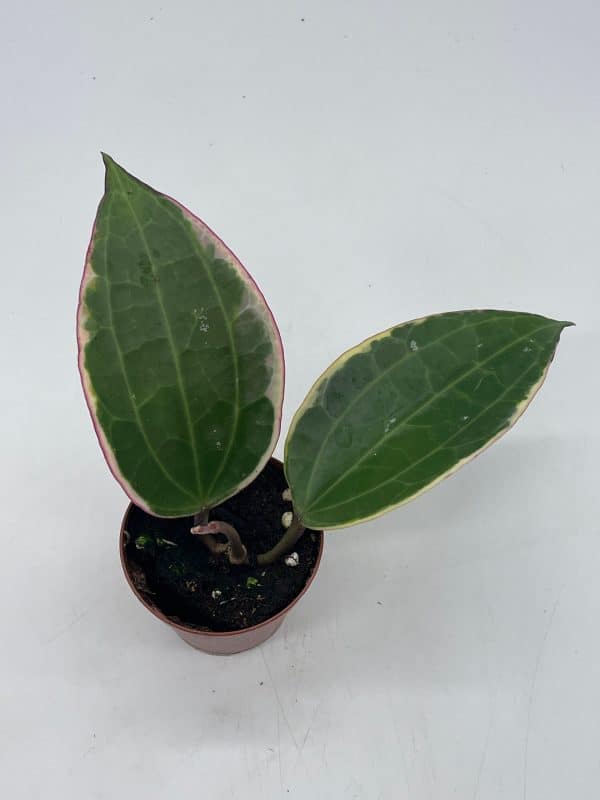 Hoya Macrophylla Variegated Tricolor in a 2 inch pot, Plantly