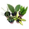 Hoya Variety Assortment Plant Set, Premium set, Variegated Wayetii, Curtisii, Macrophylla, Linearis and more in 2 inch pots