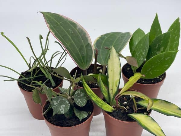 Hoya Variety Assortment Plant Set, Premium set, Variegated Wayetii, Curtisii, Macrophylla, Linearis and more in 2 inch pots, Plantly