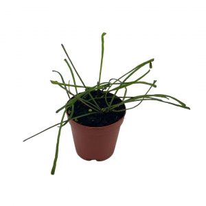 Anthurium Plant Care, Plantly