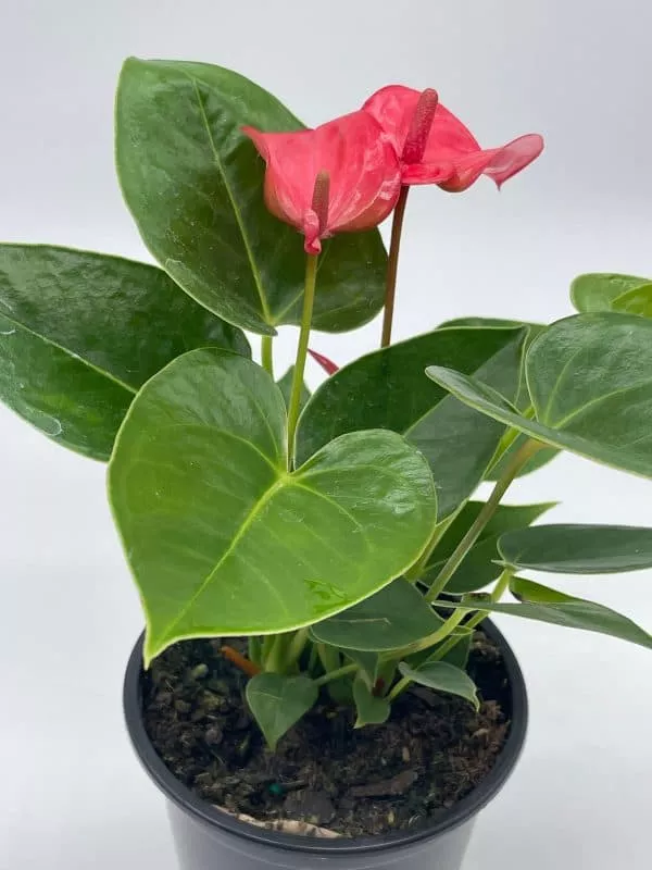 Anthurium Pink, Flamingo Lily, andraeanum Linden ex André painter’s palette in 4 inch pot, very full healthy