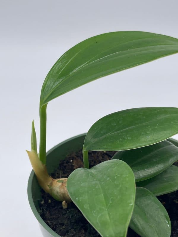Dragon Tail, 4 inch pot, Epipremnum pinnatum, centipede tongavine, dragon-tail plant, Plantly