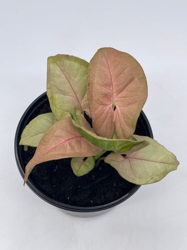 Syngonium Pink, podophyllum, in 4 inch pot, Plantly