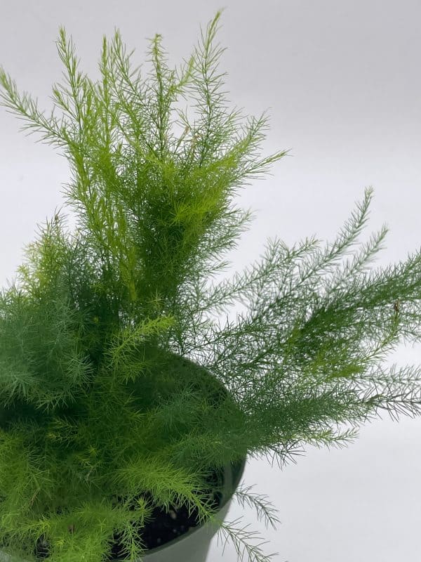 Asparagus Fern Plumosa, Asparagus setaceus, 4 inch, lace fern, climbing asparagus, or ferny