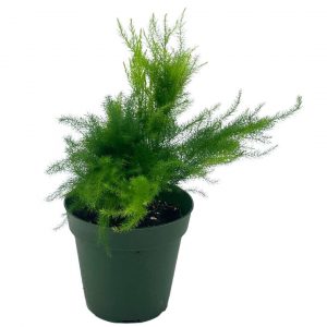 String Of Dolphins Plant Care, Plantly