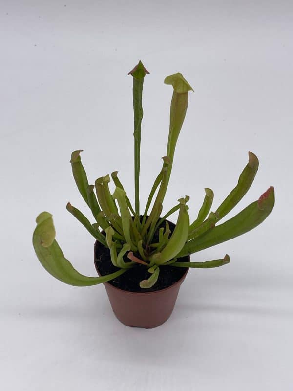 Sweet Pitcher Plant, Carnivorous Plant, Sarracenia rubra Walter pitcherplant, Plantly