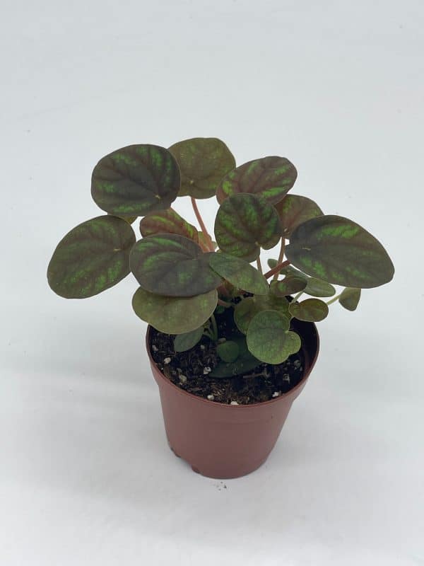 Red and Green Ripple Peperomia Frost, 2 inch, (brownish) Emerald Ripple Pepper, caperata, albovittata, Plantly